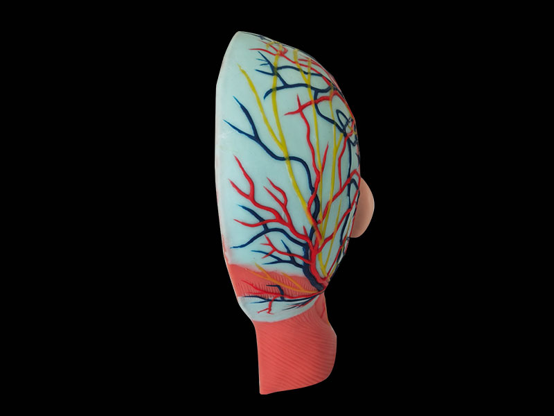 soft silicone human head and neck anatomy model