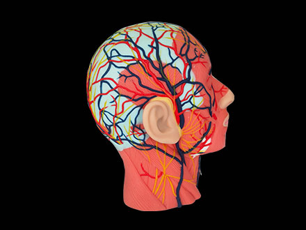 Soft Silicone Human Head And Neck Anatomy Model