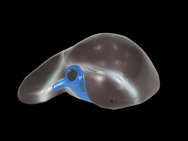 soft silicone liver model