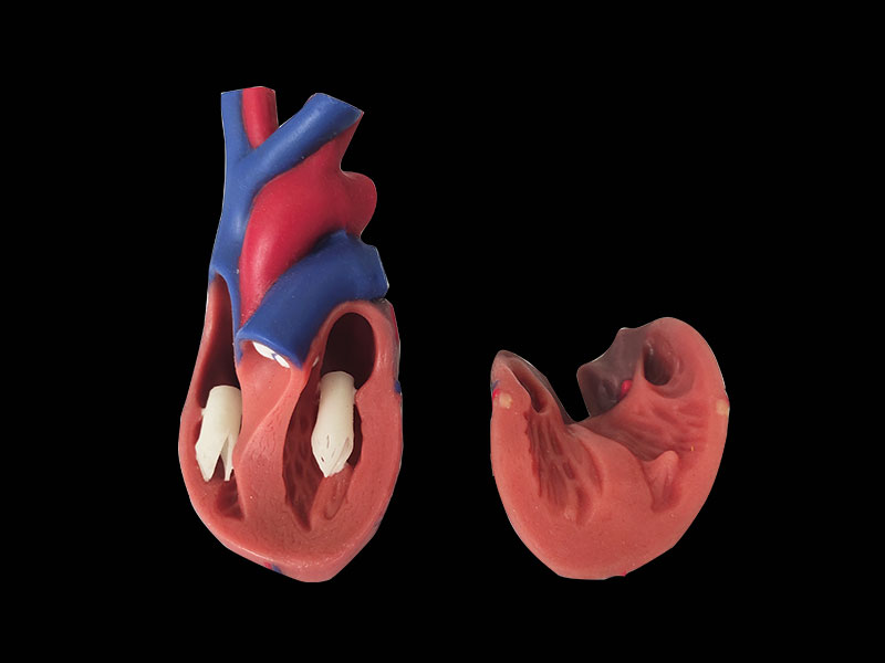 soft normal heart anatomy model