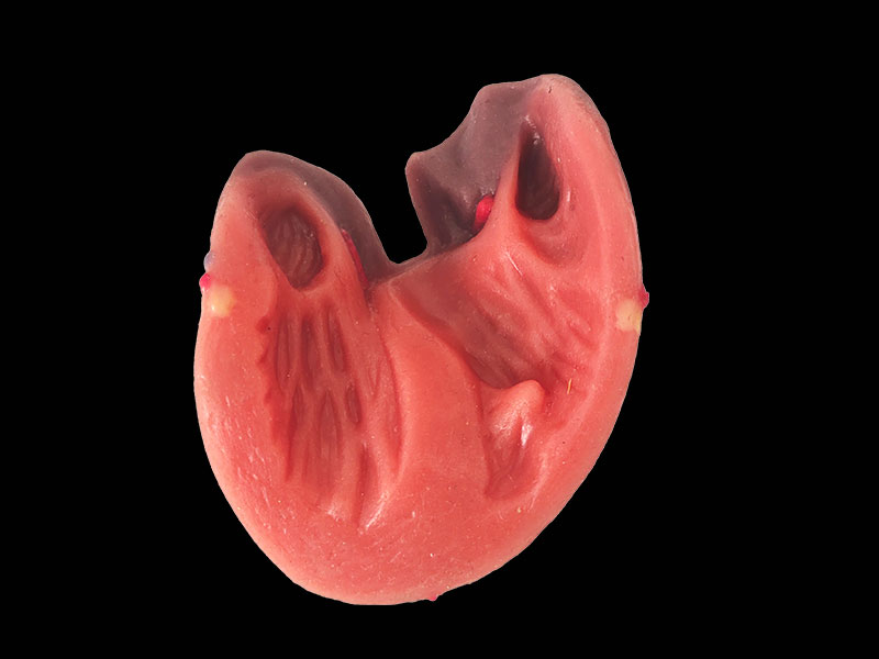 soft silicone normal heart model