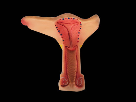 soft silicone uterus anatomy model for sale