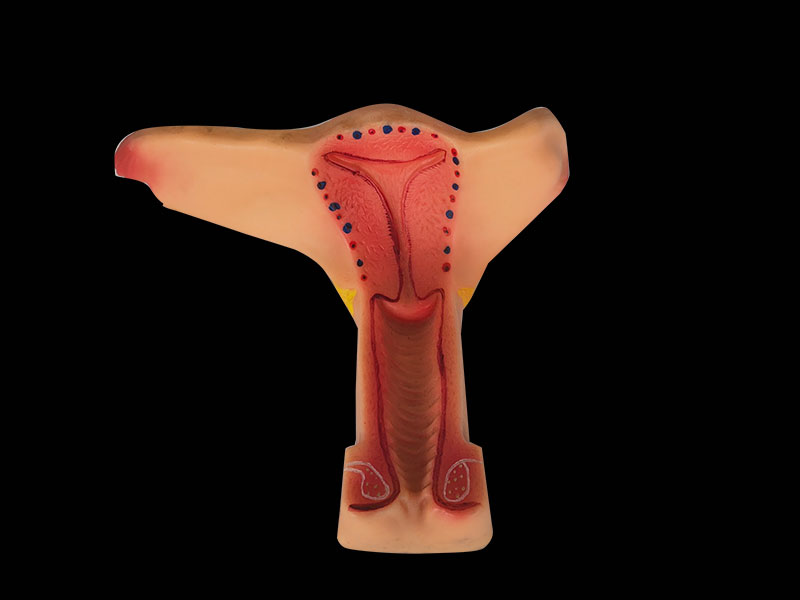 soft silicone uterus anatomy model