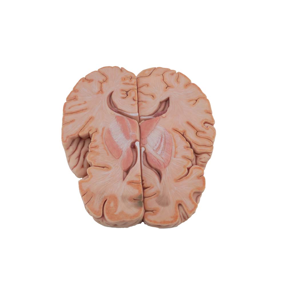 horizontal section of brain anatomy model