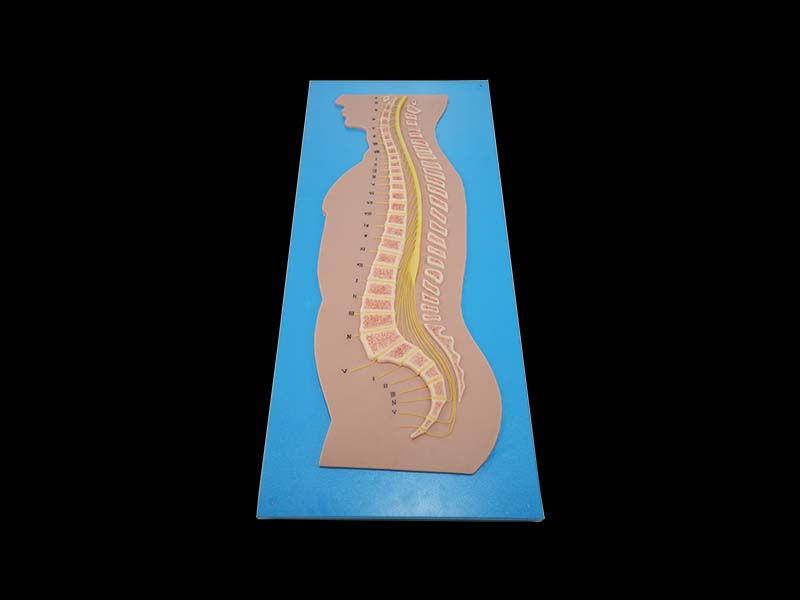 Soft Spinal Cord and Vertebrae Relationship Anatomy Model