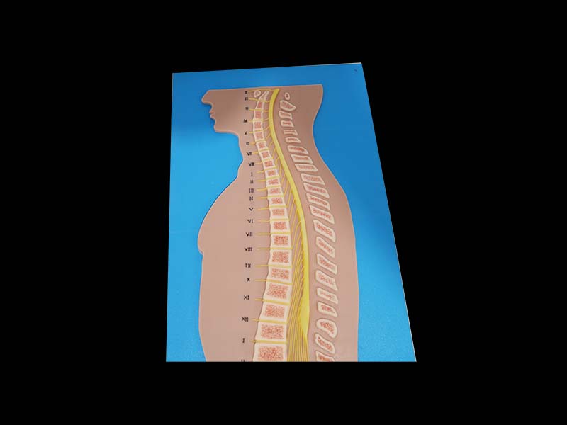 Soft Spinal Cord and Vertebrae Relationship Model