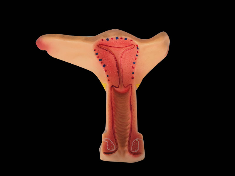 soft uterus anatomy model