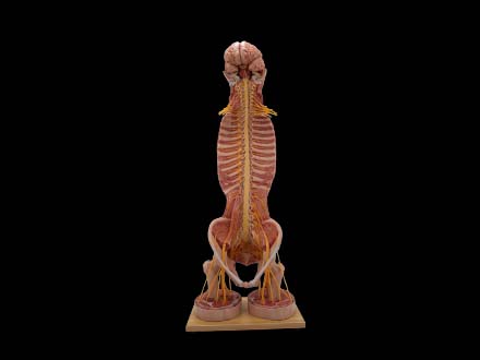 Spinal Cord and Spinal Nerve Anatomy Model