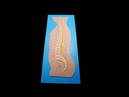 Spinal Cord and Vertebrae Relationship Model