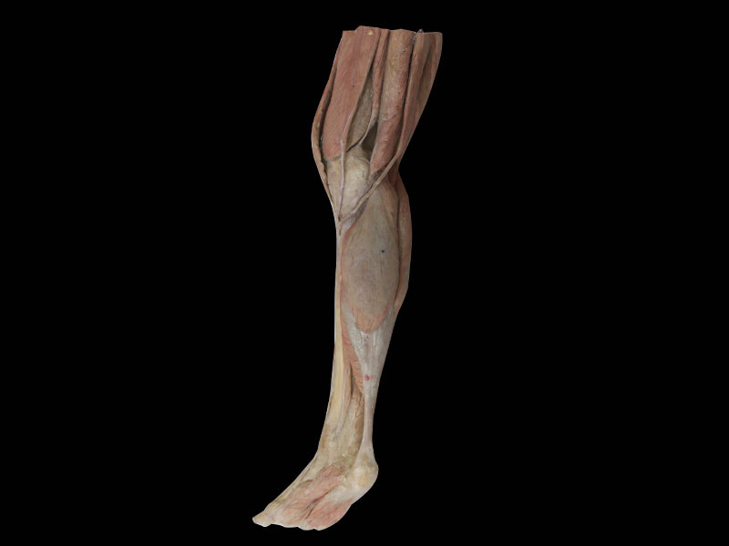 Superficial Muscles of Lower Leg Plastinated Specimen