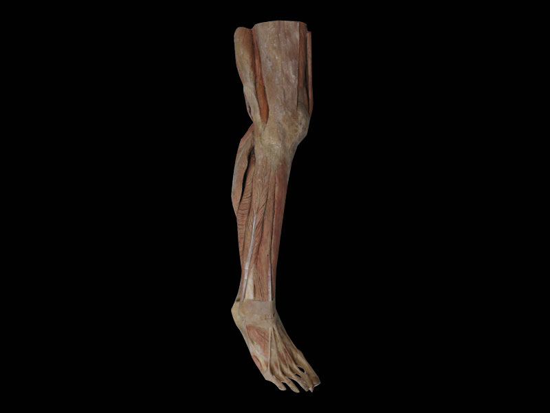 Plastinated Superficial Muscles of Lower Leg