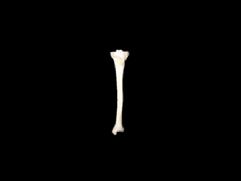 tibia and fibula skeleton model(  real human skeleton for sale)