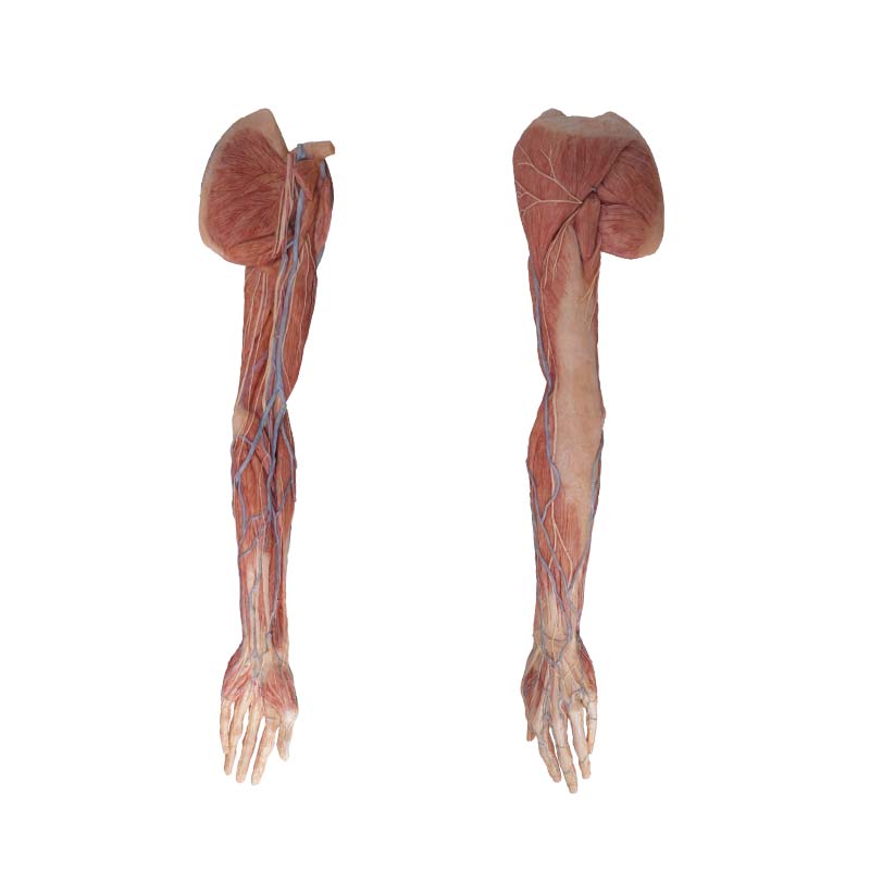 highly realistic upper limb anatomy model