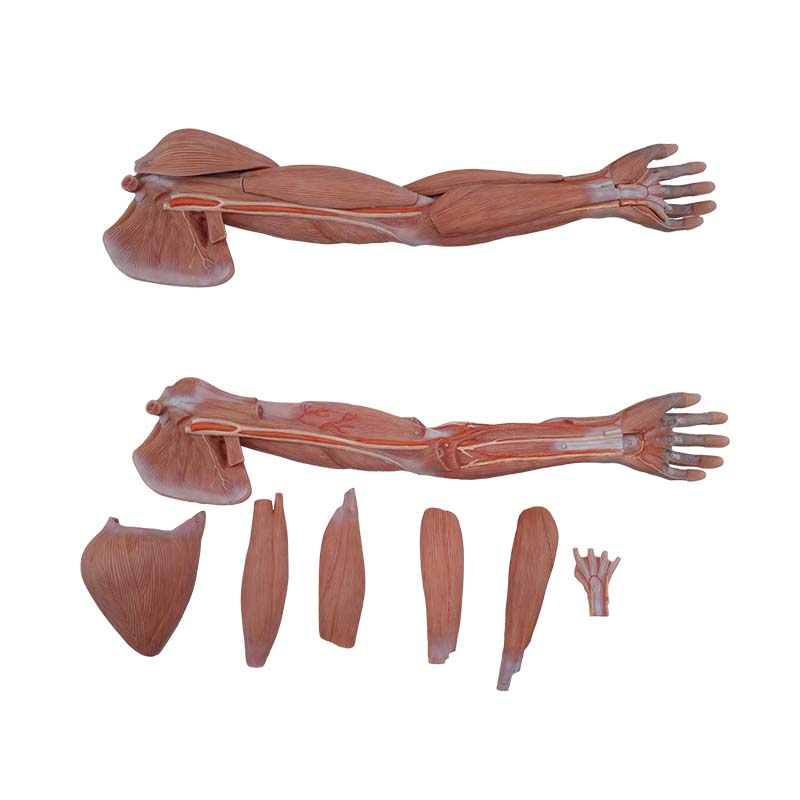 anatomical models of human upper limb muscles