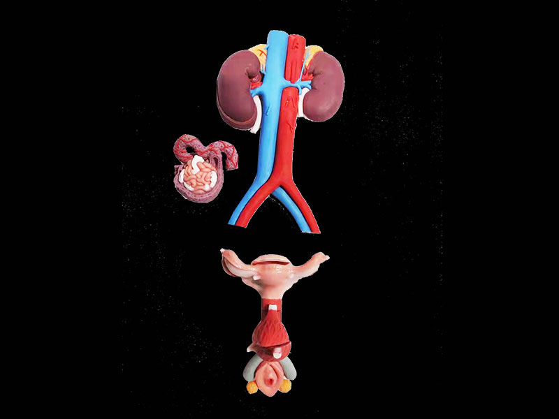 Female Genitourinary System Soft Silicone Anatomy Model