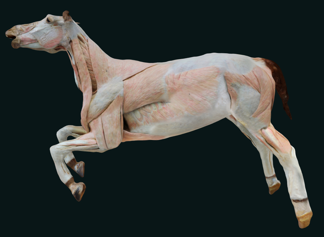 The New Horse Plastination Specimen For Animal Museum Has Finished The The New Horse Plastination Specimen For Animal Museum Has Finished The